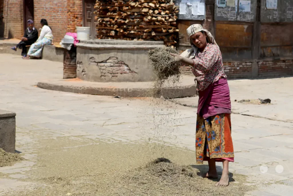 Eine Frau ist in Kathmandu damit beschäftigt, Getreide von seinen Stängeln zu trennen, indem sie es durch die Luft wirft. Das Getreide fällt auf den Boden, wo es trocknen wird. Im Hintergrund sind andere Menschen und ein großer Stapel Brennholz zu sehen.