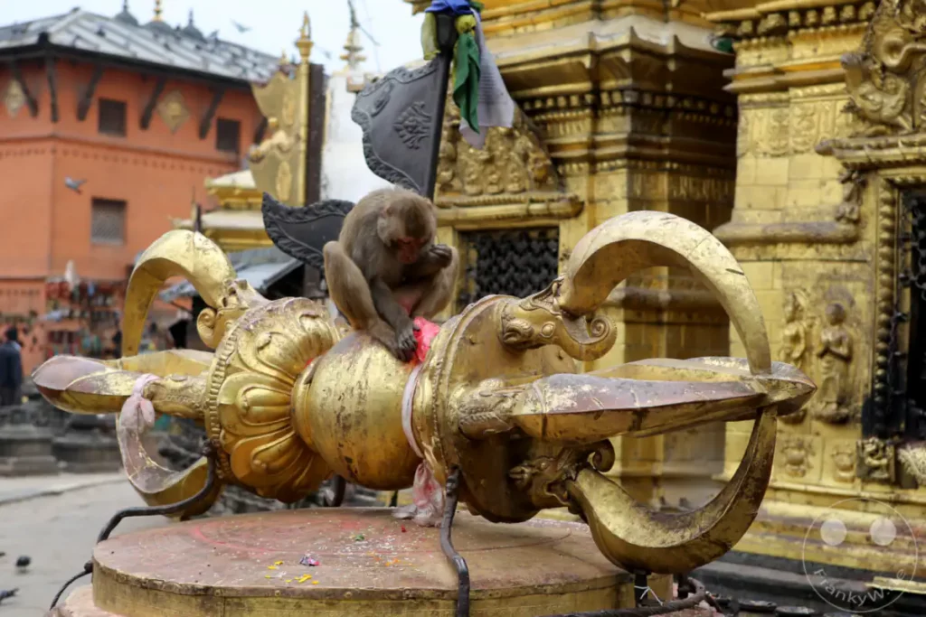 Ein Makaken-Affe sitzt auf einem goldenen Dorje-Symbol vor der Swayambhunath-Stupa in Kathmandu, Nepal. Das Objekt ist reich verziert und mit Gebetsfahnen geschmückt, während sich im Hintergrund die Tempelanlage abzeichnet. Die Szene vermittelt eine Mischung aus Spiritualität und der allgegenwärtigen Tierwelt an diesem heiligen Ort.