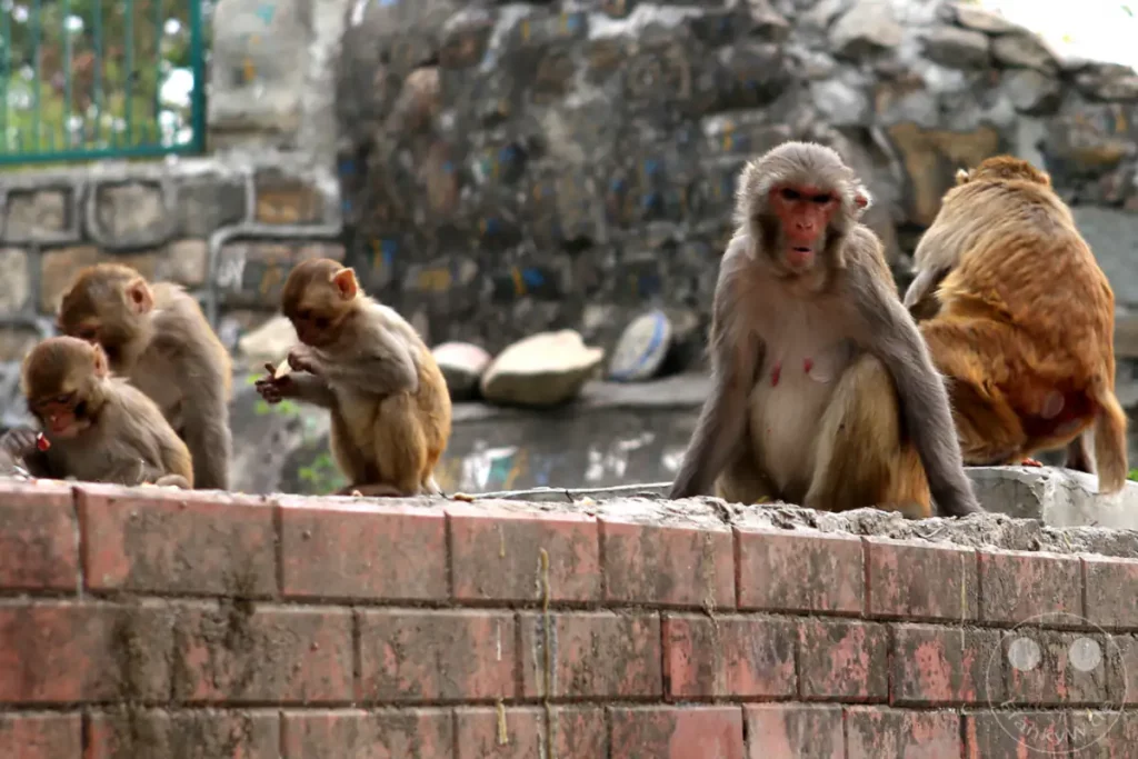 Eine Gruppe von Rhesusaffen, darunter Jungtiere, versammelt sich auf einer Ziegelmauer vor der Swayambhunath-Stupa in Kathmandu, Nepal. Die Tiere interagieren, fressen und ruhen in einer geschäftigen, aber ruhigen Atmosphäre im Herzen des heiligen Ortes.