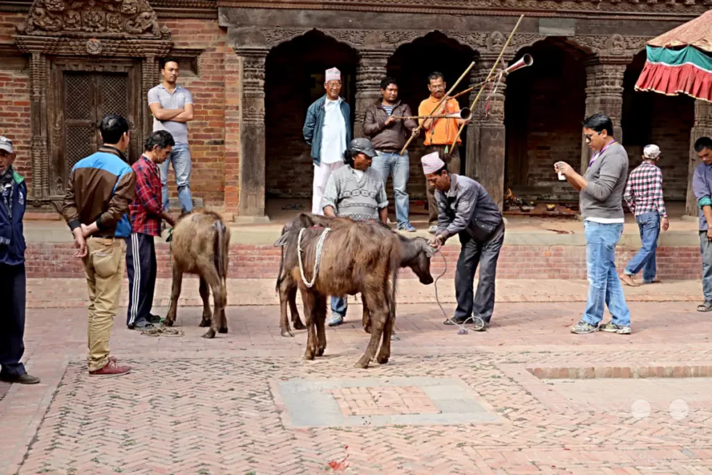 Mehrere Männer versammeln sich auf dem Durbar Square in Patan, Nepal, während zwei Büffel an Seilen geführt werden. Im Hintergrund ist eine kunstvoll verzierte Holzstruktur zu sehen. Die Szene deutet auf eine traditionelle oder religiöse Veranstaltung hin.