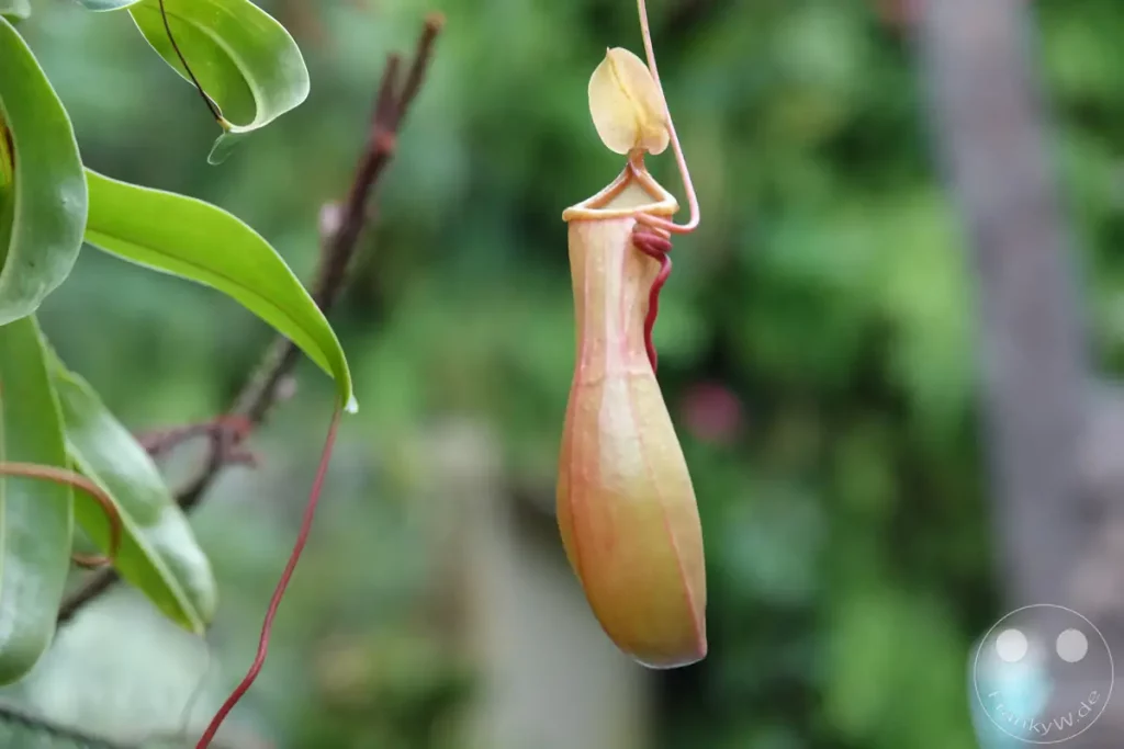 Eine Nepenthes-Kannenpflanze hängt an einem Zweig im tropischen Klima Singapurs. Ihre auffällige Kannenform wird in Nahaufnahme gezeigt, wobei die zarten Farben und feinen Details des Beutefangorgans betont werden. Die Aufnahme vermittelt eine ruhige und fast wissenschaftliche Atmosphäre, die die Einzigartigkeit der Flora widerspiegelt.