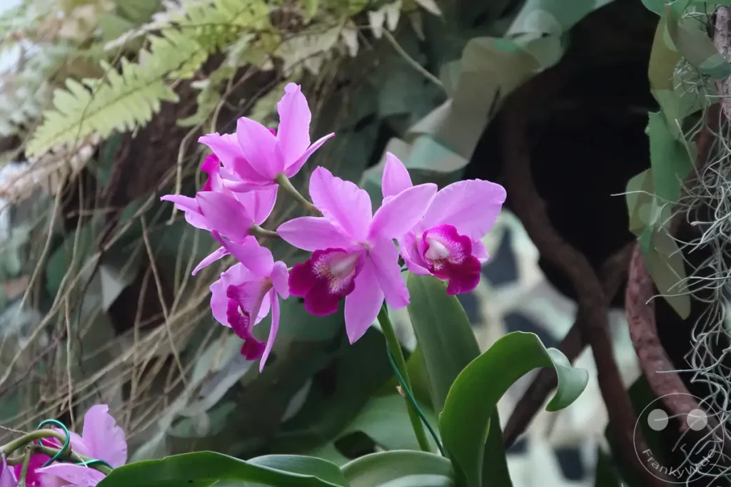 Eine zarte violette Orchideenblüte steht im Fokus des Bildes. Umgeben von üppigem Grün und natürlichen Elementen wirkt die Szene ruhig und elegant. Das Makro-Detail hebt die feinen Strukturen der Blüte hervor.