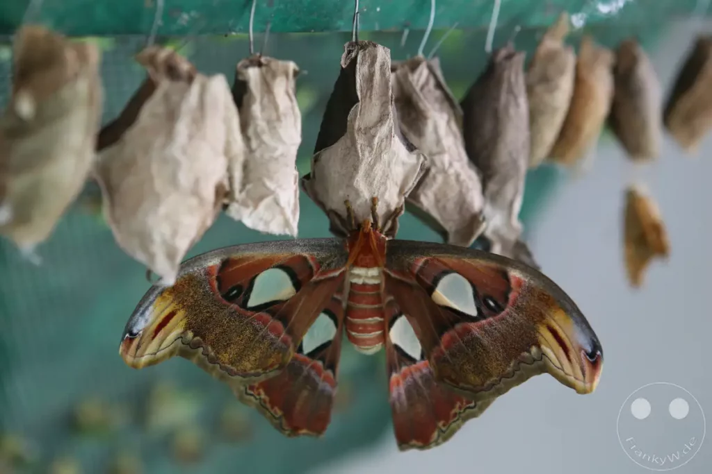 Ein prächtiger Schmetterling hängt mit ausgebreiteten Flügeln aus einem seiner Kokons. Die zarten Seidenhüllen hängen in einer Reihe und deuten auf ein sich entwickelndes Naturwunder hin. Das Bild strahlt eine Atmosphäre der Geduld und des Erwartens aus, während das Insekt auf seine Vollendung wartet.