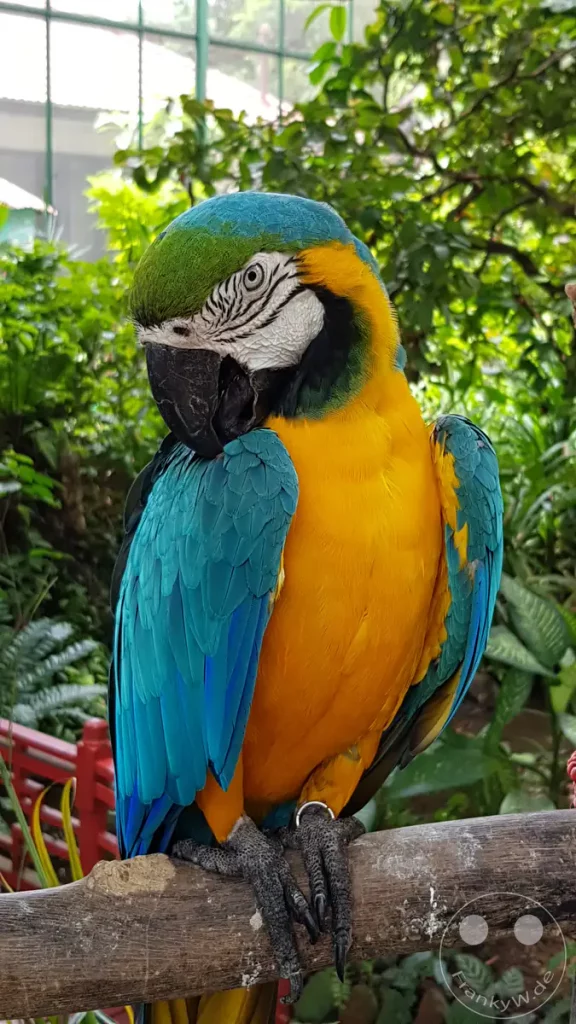 Ein farbenprächtiger Ara, erkennbar an seinen leuchtend gelben und blauen Federn, ruht sich auf einem Ast aus. Die detaillierten Krallen des Vogels sind gut sichtbar, während er sich an die raue Baumrinde klammert. Die üppige grüne Umgebung deutet auf ein tropisches Habitat wie den Vogelpark in Singapur hin und vermittelt eine ruhige, naturnahe Atmosphäre.