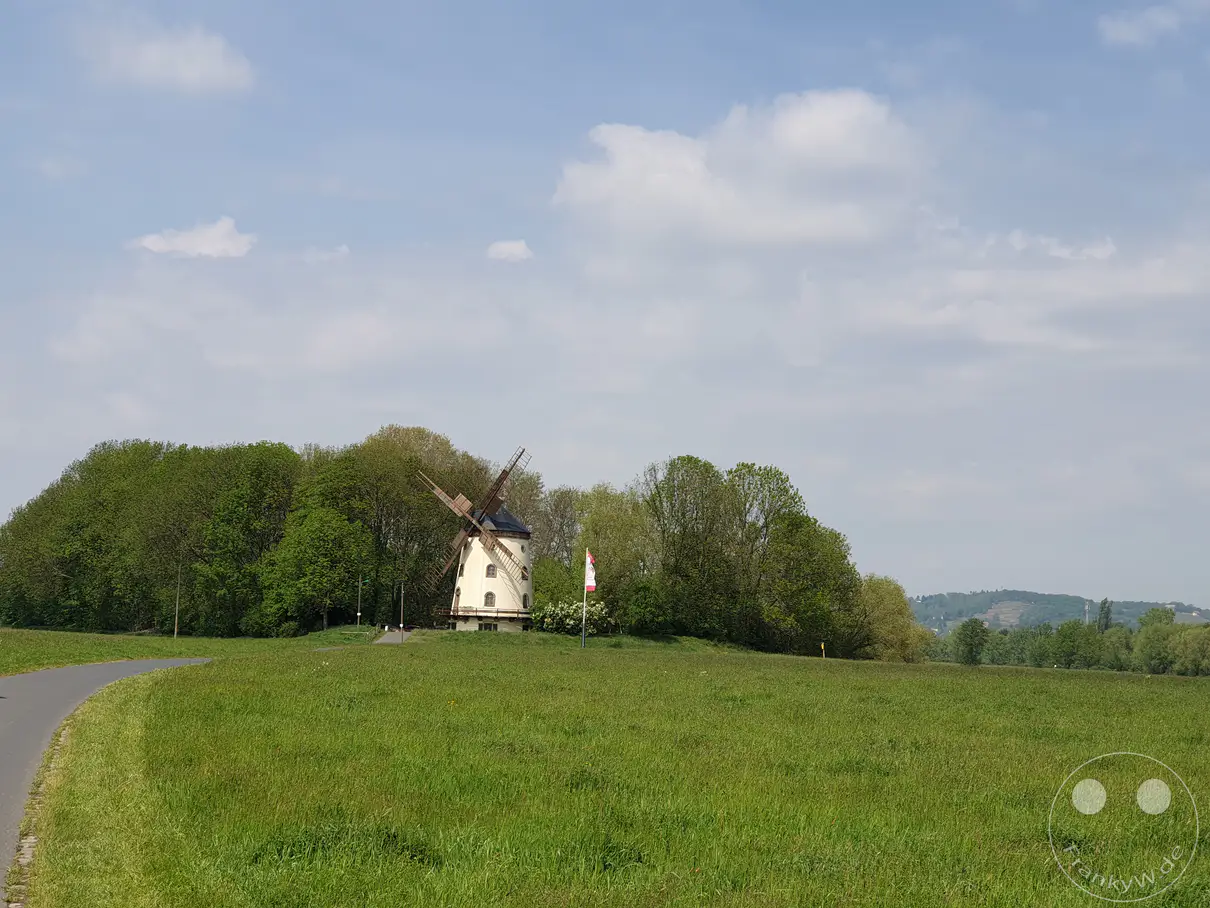 Eine historische, cremefarbene Turmholländer-Windmühle erhebt sich hinter einer saftig grünen Wiese unter einem leicht bewölkten Frühlingshimmel in Dresden. Die restaurierte Windmühle mit ihren markanten Holzflügeln wird von dichten, blühenden Büschen und Bäumen gesäumt, während am rechten Bildrand eine rot-weiße Werbefahne im Wind weht. Eine idyllische, ländliche und zu einer Rast einladende Stimmung prägt diese Szene am beliebten Elberadweg in Deutschland.