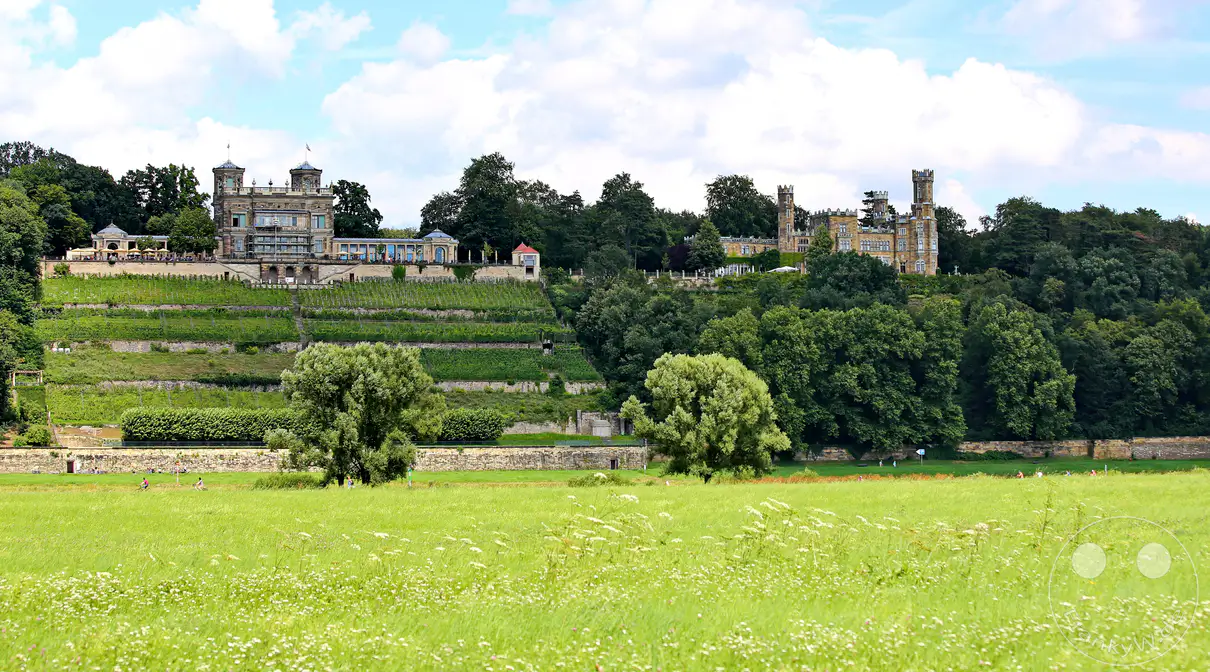 Ein malerischer Blick auf die Elbschlösser Lingnerschloss und Schloss Albrechtsberg, mit terrassierten Weinbergen, die sich den Hang hinaufziehen. Ein üppiges grünes Feld mit blühenden Wildblumen erstreckt sich im Vordergrund, während Menschen die friedliche Landschaft genießen. Die Szene strahlt eine ruhige und idyllische Atmosphäre aus, die die Schönheit der sächsischen Landschaft hervorhebt.
