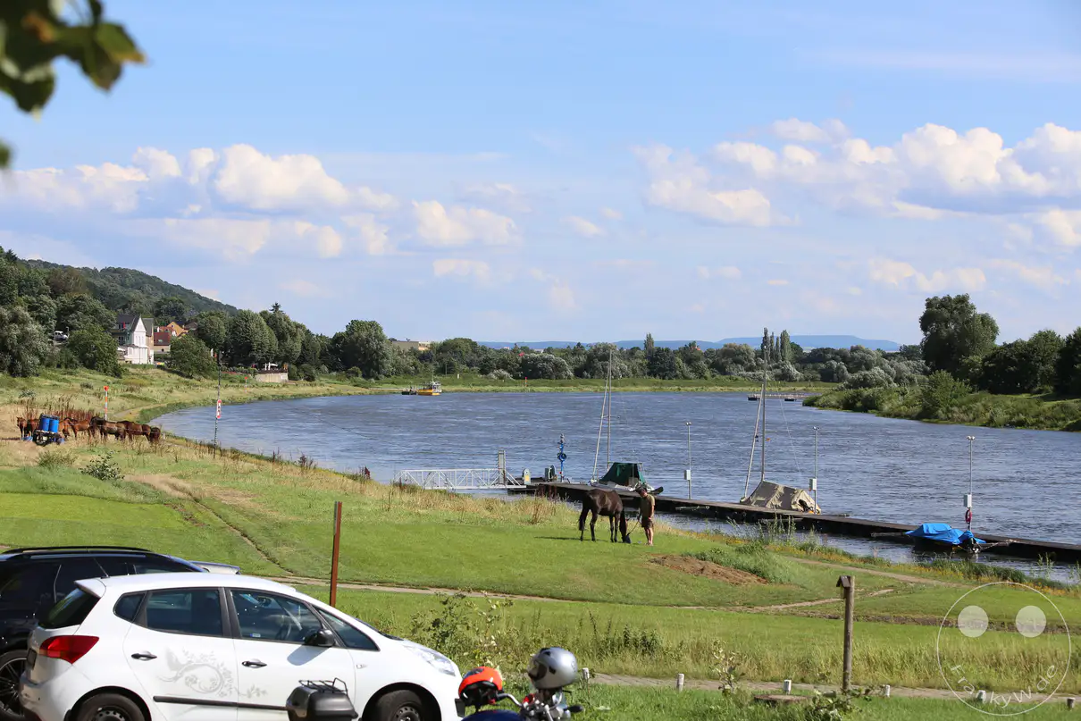Die breite Elbe schlängelt sich durch eine grüne Landschaft im Dresdner Stadtteil Wachwitz unter einem blauen, wolkenverhangenen Sommerhimmel. Ein langer Anlegesteg mit kleinen Segelbooten und einem Pferd erstreckt sich am sanft abfallenden, grasbewachsenen Uferstreifen. Am linken Flussufer sind im Hintergrund vereinzelte Wohnhäuser hinter dichten Baumreihen und bewaldeten Hängen zu erkennen. Im linken Vordergrund stehen ein weißer Pkw und weitere Fahrzeuge am Rand einer Parkfläche oberhalb der Wiese.