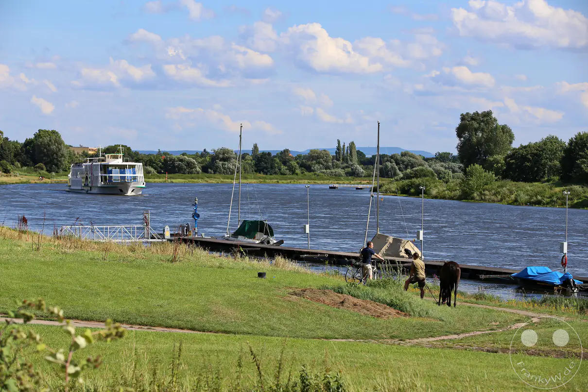 Die Elbe bei Dresden-Wachwitz ist von einer malerischen Flusslandschaft geprägt, auf der ein Fahrgastschiff der Sächsischen Dampfschifffahrt unterwegs ist. Am Ufer reihen sich mehrere Boote und Segelboote an einem Steg, während eine Person mit einem Fahrrad und ein Pferd auf der grünen Wiese zu sehen sind. Die Szene vermittelt eine friedliche und sommerliche Atmosphäre entlang des Flusses.