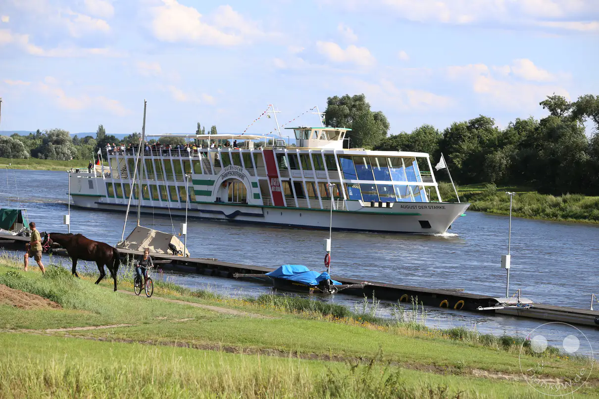 Das moderne Fahrgassenschiff „August der Starke“ passiert die Elbe auf der Höhe des Dresdner Stadtteils Wachwitz. Das große, weiß-grüne Passagierschiff transportiert zahlreiche Personen entlang des von dichten Bäumen gesäumten Flussufers. Im linken Vordergrund führt ein Spaziergänger ein Pferd über den grünen Uferstreifen, während direkt daneben eine Radfahrerin den Weg nutzt. Ein schmaler Anlegesteg mit einem blau abgedeckten Motorboot ragt parallel zur Strömung in das Gewässer hinein.