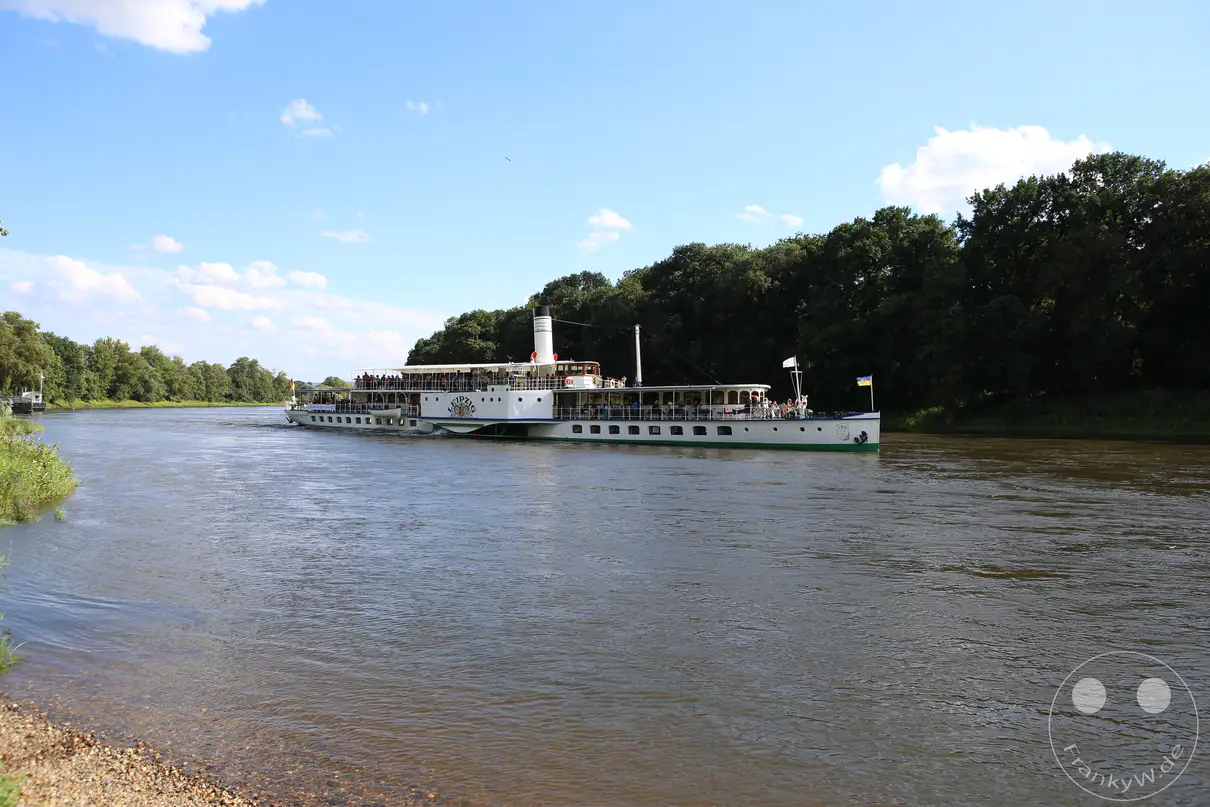 Der historische Raddampfer „Leipzig“ der Sächsischen Dampfschifffahrt fährt auf der Elbe auf der Höhe des Dresdner Stadtteils Pillnitz. Das große, weiß-grüne Passagierschiff transportiert zahlreiche Personen entlang des dicht bewaldeten Flussufers unter einem blauen Sommerhimmel. Am Heck des nostalgischen Seitenradschiffes weht eine kleine Flagge im Wind, während die Schaufelräder das Wasser aufwühlen. Im linken Vordergrund erstreckt sich ein flacher, kiesbedeckter Uferstreifen bis an die Strömung des Gewässers heran.