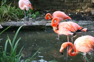Eine Gruppe rosa Flamingos steht in einem Teich im Zoo Leipzig, umgeben von grüner Vegetation und einer Steinmauer im Hintergrund. Die Vögel putzen sich und interagieren in einer ruhigen, natürlichen Umgebung. Diese Aufnahme fängt die Eleganz und die friedliche Atmosphäre dieser exotischen Tiere ein.
