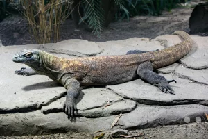 Ein mächtiger Komodowaran liegt in seiner vollen Länge auf einer großen, flachen Felsplatte im Terrarium des Leipziger Zoos. Die detailreiche Nahaufnahme der riesigen Echse zeigt die robuste, schuppige Protektorenhaut in Grau- und Brauntönen sowie die kräftigen Gliedmaßen mit den langen, scharfen Krallen. Während der lange, muskulöse Schwanz flach auf dem Stein aufliegt, hebt das Tier aufmerksam seinen markanten Kopf und blickt in Richtung der Kamera, untermalt von einer naturnah gestalteten Umgebung aus Sandboden und spärlicher Vegetation im Hintergrund.
