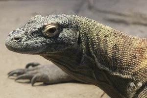 Die beeindruckende Nahaufnahme zeigt das detailreiche Porträt eines mächtigen Komodowarans im Terrarium des Leipziger Zoos. Der Fokus liegt auf dem markanten, echsenartigen Kopf und dem kräftigen Nacken, deren robuste Schuppenhaut in feinen Grau-, Gelb- und Erdtönen gemustert ist. Die riesige Echse blickt aufmerksam im Profil nach links, während sich im Vordergrund eine kräftige Vorderpfote mit langen Krallen auf der flachen Felsplatte abzeichnet und der schattige Hintergrund die urzeitliche Anmutung des Tieres unterstreicht.