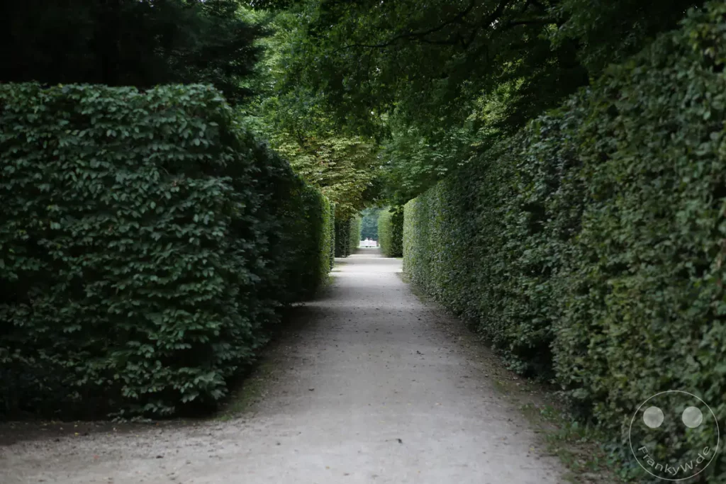 Ein gerader, heller Kiesweg erstreckt sich zentral durch eine Allee aus hoch gewachsenen, dicht belaubten Hecken im Schlosspark von Pillnitz. Die exakt in Form geschnittenen grünen Wände flankieren den Pfad auf der linken und rechten Seite und fluchten auf einen fernen, hellen Durchgang zu. Über dem schattigen Spazierweg bildet das dichte Blätterdach hoher Parkbäume ein natürliches Gewölbe, das nur vereinzelt Sonnenlicht durchlässt. Am Ende der Sichtachse öffnet sich der schmale Korridor zu einem hell erleuchteten Bereich im Hintergrund des weitläufigen Barockgartens.