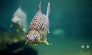Eine Wetmore-Barbe schwimmt frontal auf die Kamera zu und präsentiert sich im klaren, grünlichen Wasser des Aquariums im Leipziger Zoo. Der südostasiatische Karpfenfisch besticht durch seine markanten, großen und silbrig-grau glänzenden Schuppen sowie die großen, runden Augen. Im weich gezeichneten, tiefenunscharfen Hintergrund zieht ein weiterer Fisch durch das Schaubecken, in dem Felsstrukturen und der sanfte Lichteinfall die natürliche Flusslandschaft des natürlichen Lebensraums detailreich nachempfinden.