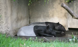 Zwei charakteristisch schwarz-weiß gezeichnete Schabrackentapire liegen friedlich nebeneinander und ruhen auf dem schattigen Betonboden im Innenbereich ihres Geheges in der Riesentropenhalle Gondwanaland im Leipziger Zoo. Die beiden großen Säugetiere haben sich eng an eine verputzte Wand geschmiegt, während ihre markanten, rüsselförmigen Schnauzen flach auf dem Untergrund aufliegen. Im Vordergrund erstreckt sich eine saftig grüne Grasfläche mit vereinzelten kleinen Ästen, die den natürlichen Übergang zur liebevoll gestalteten Urwaldlandschaft der Tropenhalle bildet.