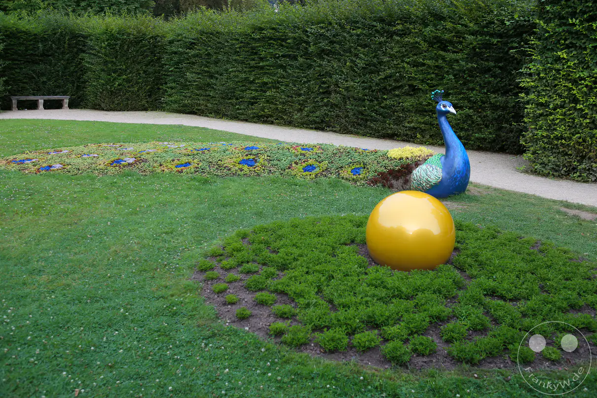 Eine farbenfrohe Skulptur eines Pfaus steht auf einer gepflegten Rasenfläche im Schlosspark von Pillnitz. Der lange Schwanz des blauen Vogels ist kunstvoll als flaches, bunt bepflanztes Blumenbeet mit charakteristischen Pfauenaugen-Mustern gestaltet. Im rechten Vordergrund liegt eine glänzende, goldene Kugel inmitten eines kreisrunden Beetes aus dichten grünen Bodendeckern. Eine hohe, exakt in Form geschnittene Hecke begrenzt die Anlage im Hintergrund entlang eines schmalen, hellen Kiesweges.