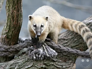 Ein neugieriger Südamerikanischer Coati (Nasenbär) balanciert über dicke Baumstämme auf seiner Anlage in der Riesentropenhalle Gondwanaland im Leipziger Zoo. Das Raubtier blickt mit seiner charakteristisch langgestreckten, dunklen Schnauze und den hell umrandeten Augen direkt frontal in die Kamera. Im Vordergrund schlingt sich ein dickes, graues Taustrick um die hölzerne Kletterkonstruktion, während der buschige, markant geringelte Schwanz des Tieres elegant nach hinten ragt und das natürliche Gehege-Ambiente abrundet.