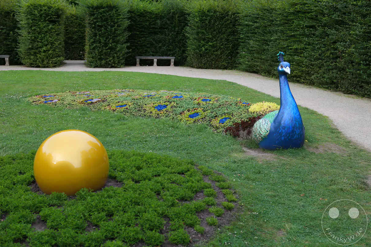 Eine farbenfrohe Skulptur eines Pfaus steht auf einer gepflegten Rasenfläche im Schlosspark von Pillnitz. Der lange Schwanz des blauen Vogels ist kunstvoll als flaches, bunt bepflanztes Blumenbeet mit charakteristischen Pfauenaugen-Mustern gestaltet. Im rechten Vordergrund liegt eine glänzende, goldene Kugel inmitten eines kreisrunden Beetes aus dichten grünen Bodendeckern. Eine hohe, exakt in Form geschnittene Hecke begrenzt die Anlage im Hintergrund entlang eines schmalen, hellen Kiesweges.