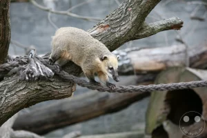 Ein neugieriger Südamerikanischer Coati (Nasenbär) balanciert über dicke Baumstämme auf seiner Anlage in der Riesentropenhalle Gondwanaland im Leipziger Zoo. Das Raubtier blickt mit seiner charakteristisch langgestreckten, dunklen Schnauze und den hell umrandeten Augen direkt frontal in die Kamera. Im Vordergrund schlingt sich ein dickes, graues Taustrick um die hölzerne Kletterkonstruktion, während der buschige, markant geringelte Schwanz des Tieres elegant nach hinten ragt und das natürliche Gehege-Ambiente abrundet.
