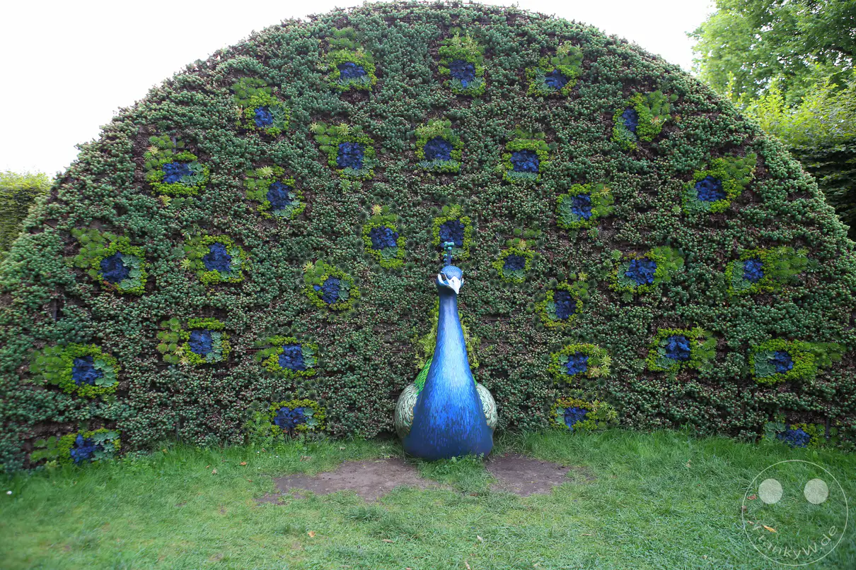 Eine blau schimmernde Pfauenskulptur steht im Zentrum einer Rasenfläche vor einer vertikalen Pflanzenwand im Schlosspark von Pillnitz. Das halbkreisförmig gestaltete Teppichbeet im Hintergrund imitiert das aufgeschlagene Rad eines Pfaus mit dichten grünen Bodendeckern und zahlreichen blau-gelben Akzenten. Der kunstvoll gestaltete Vogel blickt frontal nach vorne und bildet den zentralen Bezugspunkt der symmetrischen Gartenanlage. Ein schmaler, unbewachsener Erdstreifen trennt das Fundament der Skulptur von der umgebenden, saftig grünen Wiese im Vordergrund.