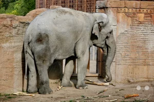 Ein mächtiger Asiatischer Elefant steht im Profil auf dem sandigen Außengehege des Elefanten-Tempels Ganesha Mandir im Leipziger Zoo. Die detailreiche Aufnahme zeigt die markante, graue Faltenhaut des Dickhäuters, der seinen Rüssel entspannt nach unten hängen lässt, während auf dem Boden vor ihm einige abgeknabberte Holzäste liegen. Das Tier schmiegt sich an eine kunstvoll gestaltete, hellbraune Kulissenwand in künstlicher Fels- und Backsteinoptik, die nahtlos an das historische, im Hintergrund aufragende Klinkergebäude des denkmalgeschützten Elefantenhauses anschließt.