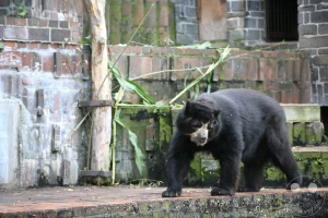 Ein kräftiger Brillenbär läuft im Profil über den feuchten Klinker- und Betonboden der historischen Bärenburg im Leipziger Zoo. Das dichte, tiefschwarze Fell des Raubtiers setzt sich deutlich von der hellen, charakteristischen Gesichtsmusterung rund um die Augen und die Schnauze ab. Im Hintergrund prägen die denkmalgeschützten, terrassenförmig angeordneten Klinker- und Natursteinmauern der alten Gehegeanlage das Bild, während einige grüne Bambusstangen und ein Baumstamm natürliche Akzente in der traditionsreichen Kulisse setzen.