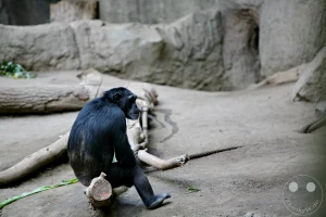 Ein Schimpanse sitzt in seinem Gehege im Zoo Leipzig und blickt nachdenklich zur Seite. Die felsige Umgebung und ein umgestürzter Baumstamm prägen die Szenerie des Tierparks. Die ruhige Haltung des Tieres vermittelt eine nachdenkliche und friedliche Atmosphäre inmitten des Zoolebens in Deutschland.