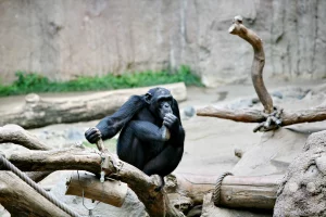 Ein ausgewachsener Schimpanse sitzt in einer nachdenklichen Pose auf einer dicken Astgabelung in der Menschenaffen-Anlage Pongoland im Leipziger Zoo. Der Primat hält eine Hand an seinen Mund, während er sich mit der anderen lässig am Holz abstützt und aufmerksam das Geschehen beobachtet. Die naturnah gestaltete Umgebung der weitläufigen Tropen- und Außenanlage ist von massiven Baumstämmen, dicken Kletterseilen und künstlichen Felswänden im Hintergrund geprägt, die den Tieren eine artgerechte Beschäftigung ermöglichen.