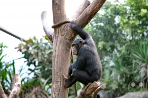 Ein junger Schimpanse sitzt im Profil hoch oben auf einem hölzernen Klettergerüst in der Menschenaffen-Anlage Pongoland im Leipziger Zoo. Der Primat hockt auf einem Astansatz eines massiven Baumstamms, der mit einem dicken Seil umwickelt ist, und blickt aufmerksam nach links. Im Hintergrund erstreckt sich die dichte, grüne Bepflanzung der weitläufigen Anlage, die zusammen mit angrenzenden Felsstrukturen eine naturnahe und abwechslungsreiche Umgebung für die Tiere schafft.
