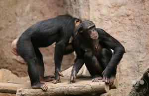 Zwei Schimpansen interagieren aufmerksam auf einer hölzernen Plattform inmitten der Anlage Pongoland im Leipziger Zoo. Während das linke Tier in gebuckter Haltung steht, hockt der rechte Primat frontal auf den Holzstämmen, stützt sich mit den Händen ab und blickt mit einem charakteristischen Gesichtsausdruck direkt in Richtung der Kamera. Die künstliche, hohe Felswand im Hintergrund verleiht der Szene eine geschützte und authentische Gehege-Atmosphäre.