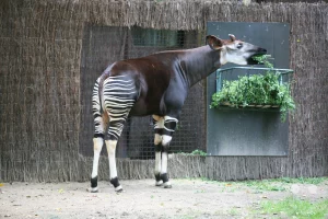 Ein seltenes Okapi steht im Profil auf dem sandigen Boden seiner Gehegeanlage im afrikanischen Themenbereich des Leipziger Zoos. Das Waldgiraffen-Männchen frisst aufmerksam frisches, grünes Laub aus einer an der Wand montierten Futterraufe. Die detailreiche Aufnahme betont das samtige, dunkelbraune Fell des Tieres, die charakteristischen, zebraähnlich gestreiften Beine und das hell gezeichnete Gesicht. Der Hintergrund wird von einer hohen Sichtschutzwand aus dichten Naturfasern und Baumstämmen gesäumt, was die geschützte und naturnahe Atmosphäre der Anlage unterstreicht.