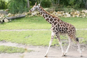 Eine Netzgiraffe schreitet elegant im Profil über das weitläufige Gelände der Kiwara-Savanne im afrikanischen Themenbereich des Leipziger Zoos. Die Aufnahme von der Seite betont das markante, netzartige Fellmuster des Jungtieres sowie seinen charakteristisch langen Hals. Im Hintergrund geht die saftig grüne Wiese in eine natürliche Uferzone mit großen Natursteinen, Schilfgräsern und einem ruhigen Wasserlauf über, die das authentische Bild einer afrikanischen Savannenlandschaft mitten in Sachsen vervollständigt.