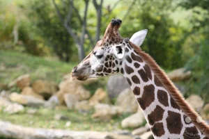 Die detailreiche Nahaufnahme zeigt das Porträt einer Netzgiraffe in der Kiwara-Savanne im afrikanischen Themenbereich des Leipziger Zoos. Der Fokus liegt auf dem charakteristischen Kopf und dem langen Hals des Tieres, dessen markantes, braun-weißes Fleckenmuster und die feine Fellmähne im weichen Tageslicht gut zur Geltung kommen. Im unscharfen Hintergrund zeichnet sich die naturnah gestaltete Gehege-Landschaft mit felsigen Elementen, grünen Hügeln und dichten Bäumen als harmonische Kulisse ab.