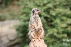Ein aufmerksames Erdmännchen sitzt aufrecht als Wächter auf der Spitze eines künstlichen Termitenhügels im afrikanischen Themenbereich Kiwara-Kopje des Leipziger Zoos. Das kleine Raubtier hat die Vorderpfoten an den Körper gelegt und blickt im Profil wachsam zur Seite, während sein dichtes, graubraun meliertes Fell im Tageslicht gut erkennbar ist. Im unscharfen Hintergrund zeichnen sich massive Felsstrukturen und trockenes Steppengras ab, die eine authentische Nachbildung des natürlichen Lebensraums in dieser Zoo-Anlage bilden.