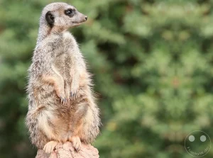 Ein aufmerksames Erdmännchen sitzt aufrecht als Wächter auf der Spitze eines künstlichen Termitenhügels im afrikanischen Themenbereich Kiwara-Kopje des Leipziger Zoos. Das kleine Raubtier hat die Vorderpfoten an den Körper gelegt und blickt im Profil wachsam zur Seite, während sein dichtes, graubraun meliertes Fell im Tageslicht gut erkennbar ist. Im unscharfen Hintergrund zeichnen sich massive Felsstrukturen und trockenes Steppengras ab, die eine authentische Nachbildung des natürlichen Lebensraums in dieser Zoo-Anlage bilden.
