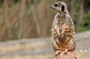 Ein aufmerksames Erdmännchen sitzt aufrecht als Wächter auf der Spitze eines künstlichen Termitenhügels im afrikanischen Themenbereich Kiwara-Kopje des Leipziger Zoos. Das kleine Raubtier hat die Vorderpfoten an den Körper gelegt und blickt im Profil wachsam zur Seite, während sein dichtes, graubraun meliertes Fell im Tageslicht gut erkennbar ist. Im unscharfen Hintergrund zeichnen sich massive Felsstrukturen und trockenes Steppengras ab, die eine authentische Nachbildung des natürlichen Lebensraums in dieser Zoo-Anlage bilden.