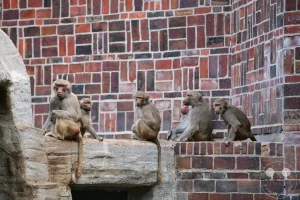 Mehrere Mantelpaviane unterschiedlichen Alters haben sich auf den gemauerten Steinstrukturen des Leipziger Zoos niedergelassen. Während ein erwachsenes Tier gelassen den Außenbereich überschaut, suchen die jüngeren Gruppenmitglieder die schützende Nähe der älteren Paviane. Das kunstvolle Klinkermuster der historischen Gehegewand im Hintergrund unterstreicht die traditionsreiche Architektur des Zoos und bettet die afrikanischen Steppenbewohner in eine einzigartige Kulisse ein. Als gesellige Koloniebewohner vermitteln die Tiere den Besuchern einen lebendigen Eindruck von der Dynamik einer funktionierenden Affengruppe.