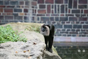 Ein wendiger Bartaffe streckt sich geschickt von einem großen Felsvorsprung hinab zum angrenzenden Wassergraben im Zoo Leipzig. Das Tier mit dem charakteristischen, tiefschwarzen Fell und der markanten silbergrauen Mähne nutzt seine kräftigen Gliedmaßen, um das Gleichgewicht an der Steinkante zu halten. Im Hintergrund spiegelt sich das kühle Nass wider, während vereinzelte Blätter auf der Oberfläche treiben. Diese bedrohte Makakenart aus den Westghats Indiens bewohnt die asiatischen Gehegebereiche der sächsischen Kultureinrichtung und demonstriert hier ihre ausgeprägte Kletterkunst.