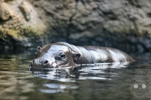 In der Tropenwelt des Zoo Leipzig gleitet ein Zwergflusspferd nahezu lautlos durch das ruhige Wasser der afrikanischen Erlebniswelt, während im Hintergrund die felsige Uferstruktur eine naturgetreue Kulisse bildet. Diese stark gefährdete Tierart, die ursprünglich in den dichten Wäldern Westafrikas beheimatet ist, gehört zu den absoluten Besuchermagneten in Sachsen. Hier zeigt sich eindrucksvoll die Anpassung der Tiere an das nasse Element, eingebettet in die friedliche Atmosphäre der modernen Gehegeanlage.