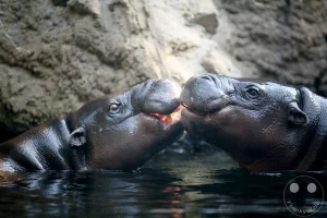 Zwei Zwergflusspferde schwimmen dicht nebeneinander im Wasser ihres Geheges im afrikanischen Themenbereich des Leipziger Zoos. Die beiden Tiere berühren sich sanft mit den Schnauzen, während ihre feuchte, dunkel glänzende Haut im weichen Tageslicht schimmert. Im Hintergrund bildet eine strukturierte, erdige Felswand eine natürliche Kulisse, die zusammen mit den sanften Spiegelungen auf der Wasseroberfläche eine friedliche und vertraute Atmosphäre erzeugt.