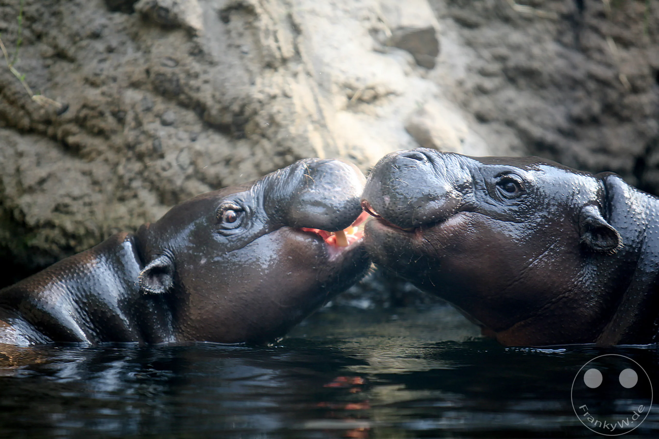 Zwei Zwergflusspferde schwimmen dicht nebeneinander im Wasser ihres Geheges im afrikanischen Themenbereich des Leipziger Zoos. Die beiden Tiere berühren sich sanft mit den Schnauzen, während ihre feuchte, dunkel glänzende Haut im weichen Tageslicht schimmert. Im Hintergrund bildet eine strukturierte, erdige Felswand eine natürliche Kulisse, die zusammen mit den sanften Spiegelungen auf der Wasseroberfläche eine friedliche und vertraute Atmosphäre erzeugt.